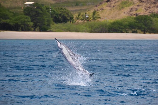 Wild Dolphin Watching and Snorkel Safari Off West Coast of Oahu - Who will enjoy this tour most