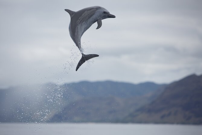 Wild Dolphin Watching and Snorkel Safari Off West Coast of Oahu - Timing, pickup, and cancellation details