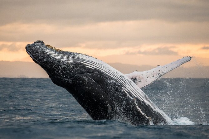 Winter Whale Watching Adventure in Kauai - Key points to know before you book