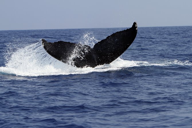 Zodiac Raft Whale Watching Adventure - Leaving Kailua-Kona for the coast
