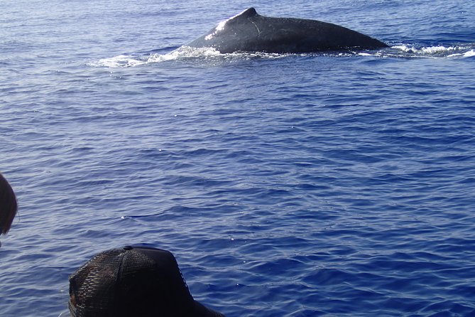 Zodiac Raft Whale Watching Adventure - Listening to whales through the hydrophone