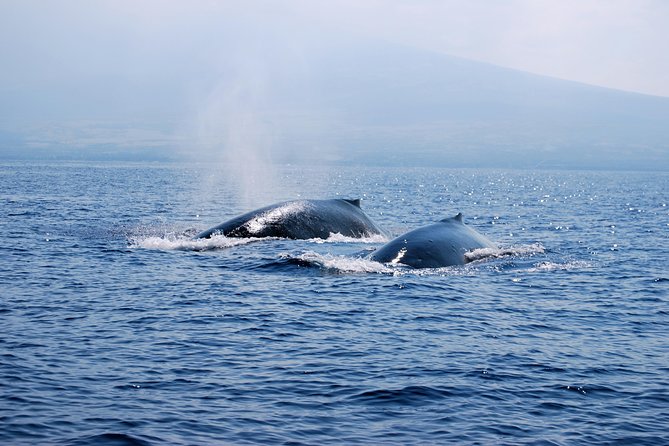 Zodiac Raft Whale Watching Adventure - More than whales along the Kona coast