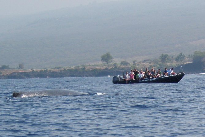 Zodiac Raft Whale Watching Adventure - Who should book this Zodiac adventure?