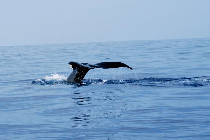 Zodiac Raft Whale Watching Adventure - Searching for humpbacks in winter waters